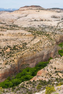 Calf Creek Kanyon, Highway 12, Utah büyüyen ağaçlar ile doğal çöl manzara