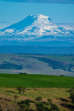 Snow-Mount Adams Güney tarafı Oregon buğday tarlaları üzerinde yükselen