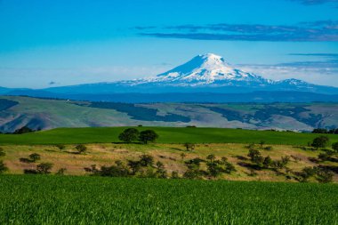 Snow-Mount Adams Güney tarafı Oregon buğday tarlaları üzerinde yükselen