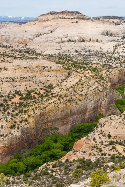 Naturskönt Ökenlandskap Med Träd Som Växer Kalv Creek Canyon Highway — Stockfoto