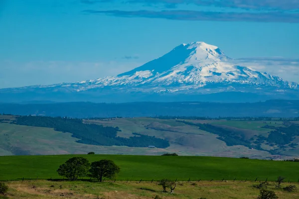 Côté Sud Mont Adams Enneigé Élevant Dessus Des Champs Blé — Photo