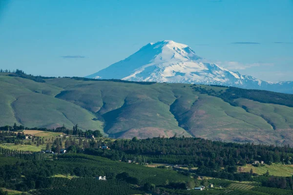 Monte Adams Subiendo Sobre Huertos Oregon —  Fotos de Stock