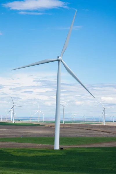 Wind Turbines Rising Wheat Fields Eastern Oregon — Stock Photo, Image