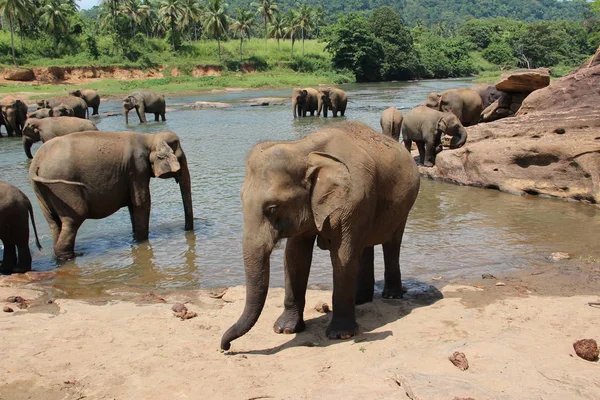 Elephants are swimming in the river