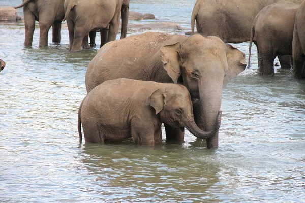  Vahşi doğada Slans ailesi 