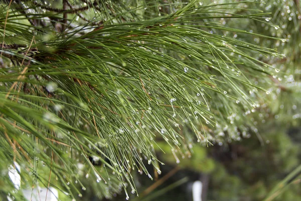 Gotas Rocío Pino — Foto de Stock