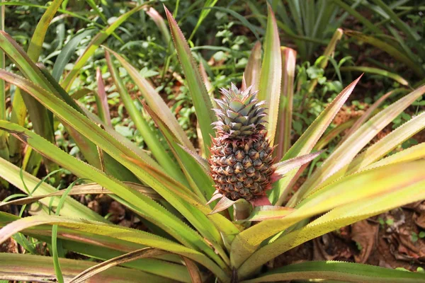 Ananas.