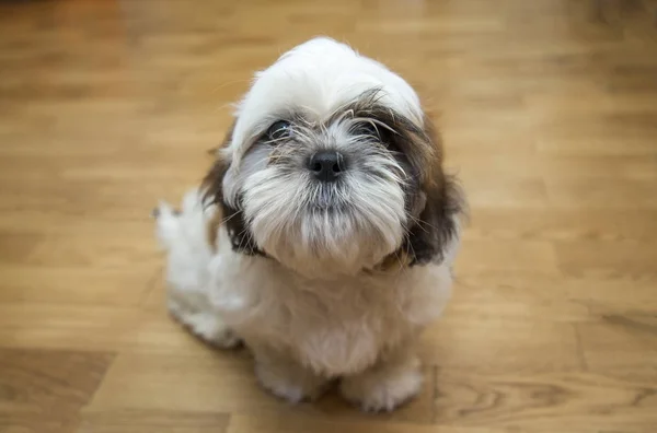 Shih tzu cins küçük köpek yavrusu, Yaş 6 ay, oyunculuk, loveli