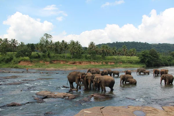 Bir sürüsü bir nehir içinde belgili tanımlık vahşi filler sulama yer A sürüsü geldi.