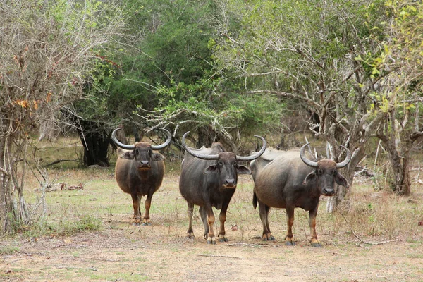 Sri Lanka yala Milli Parkı. Bufalo sürüsü.