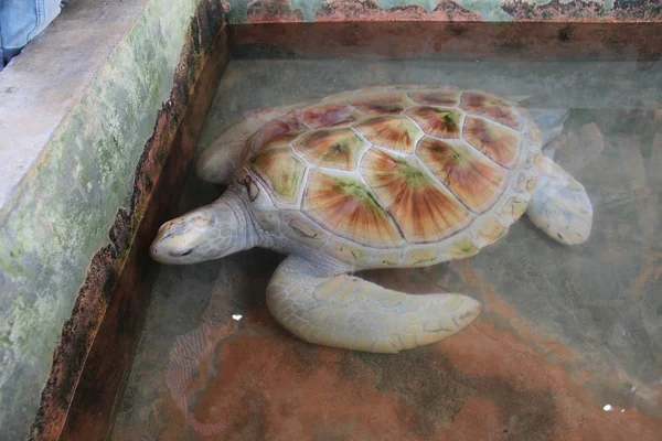 A tartaruga marinha nada no mar aberto. Tartaruga é marrom . — Fotografia de Stock