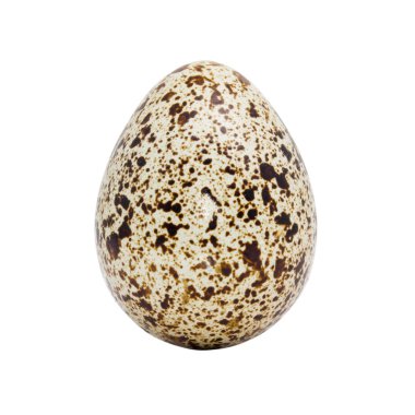 Bir bıldırcın yumurtası.