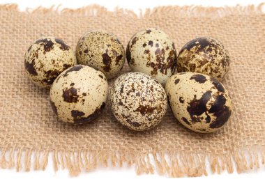 Bıldırcın yumurta grup kapatın