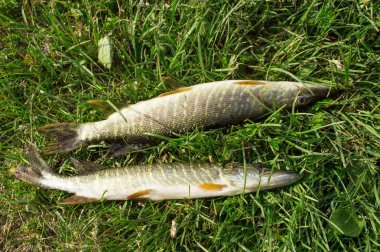 Yeşil iki mızrakları yakaladı