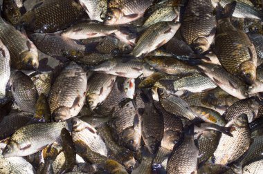 Büyük balık crucians bir sürü