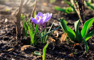 İlkbaharın başlarında çiçek açan menekşe krokusu ile bahar doğası. Bahçede güneş ışığı olan çoğul timsahlar.. 