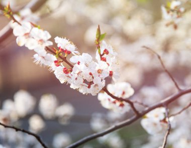 Blossoming cherry trees in spring. Sakura branches with sunlight. Nature background