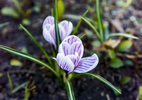 Voorjaar Natuur Achtergrond Met Bloeiende Violette Krokus Het Vroege Voorjaar — Stockfoto