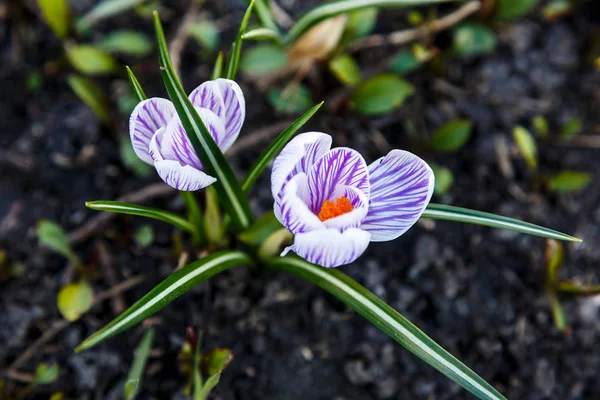 Vår Natur Bakgrund Med Blommande Violett Krokus Tidigt Våren Plural — Stockfoto