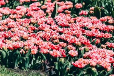 Field of pink tulips with selective focus. Spring, floral background. Garden with flowers. Natural blooming.