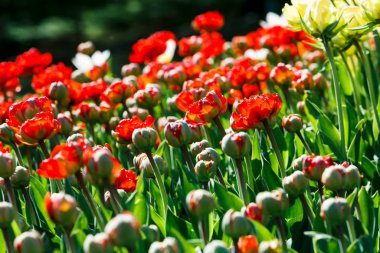 Seçici odaklı kırmızı laleler. Bahar, çiçekli arka plan. Çiçekli bahçe. Doğal çiçeklenme..