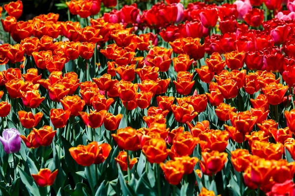 Feld Aus Orangefarbenen Und Roten Tulpen Mit Selektivem Fokus Frühling — Stockfoto
