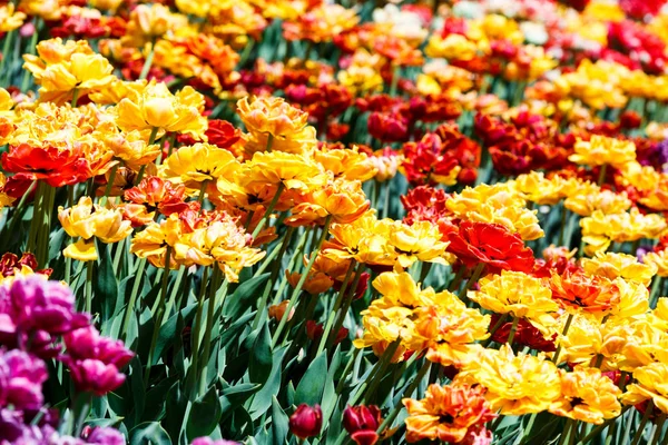 Feld Der Gelben Tulpen Mit Selektivem Fokus Frühling Blumiger Hintergrund — Stockfoto