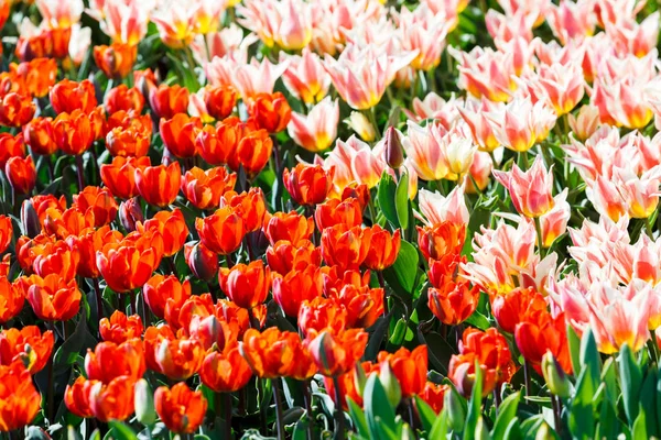 Feld Roter Tulpen Mit Selektivem Fokus Frühling Blumiger Hintergrund Garten — Stockfoto