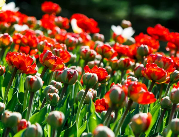 Feld Roter Tulpen Mit Selektivem Fokus Frühling Blumiger Hintergrund Garten — Stockfoto