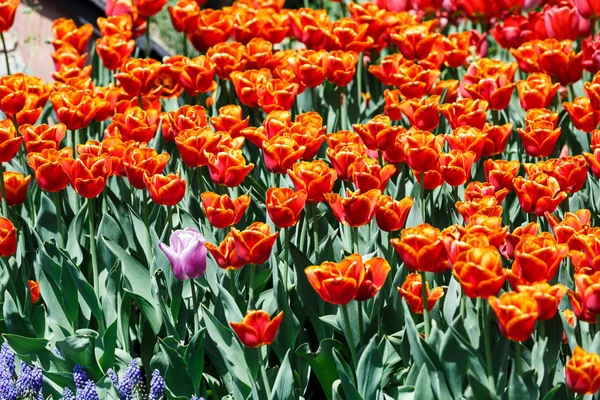 Feld Roter Tulpen Mit Selektivem Fokus Frühling Blumiger Hintergrund Garten — Stockfoto