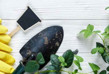 Tenceredeki genç bitkiler, sulama tenekesi, beyaz ahşap masada çömlek yapmak için eldivenler. Bahar, doğa arka planı.