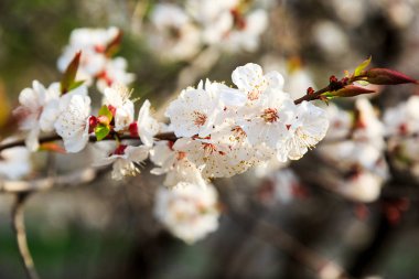Blossoming cherry trees in spring. Sakura branches with sunlight. Nature background