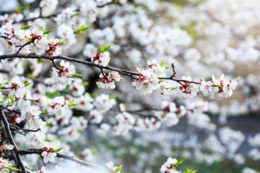 Blossoming cherry trees in spring. Sakura branches with sunlight. Nature background
