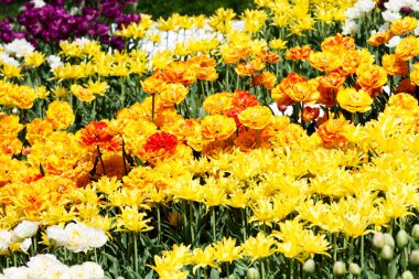 Seçici odaklı sarı laleler. Bahar, çiçekli arka plan. Çiçekli bahçe. Doğal çiçeklenme..