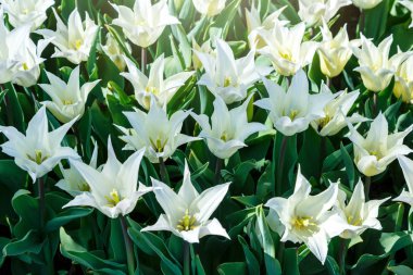 Bahçedeki güzel beyaz laleler