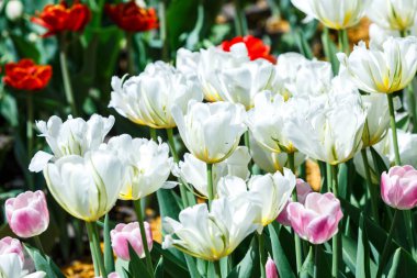 Seçici odaklı beyaz laleler. Bahar, çiçekli arka plan. Çiçekli bahçe. Doğal çiçeklenme..