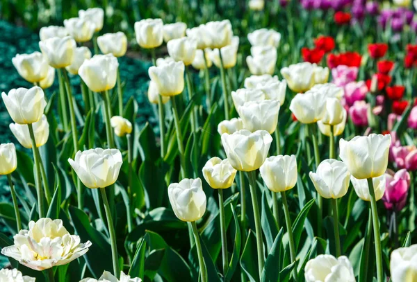 Feld Weißer Tulpen Mit Selektivem Fokus Frühling Blumiger Hintergrund Garten — Stockfoto