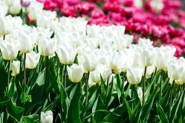 Feld Weißer Tulpen Mit Selektivem Fokus Frühling Blumiger Hintergrund Garten — Stockfoto