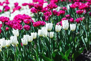 Menekşe ve seçici odaklı beyaz laleler. Bahar, çiçekli arka plan. Çiçekli bahçe. Doğal çiçeklenme..