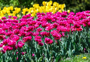 Seçici odaklı menekşe laleleri. Bahar, çiçekli arka plan. Çiçekli bahçe. Doğal çiçeklenme..