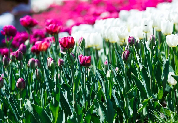 Feld Der Violetten Tulpen Mit Selektivem Fokus Frühling Blumiger Hintergrund — Stockfoto