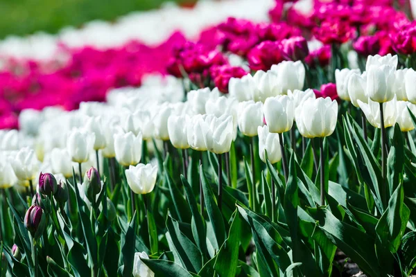 Feld Der Violetten Tulpen Mit Selektivem Fokus Frühling Blumiger Hintergrund — Stockfoto