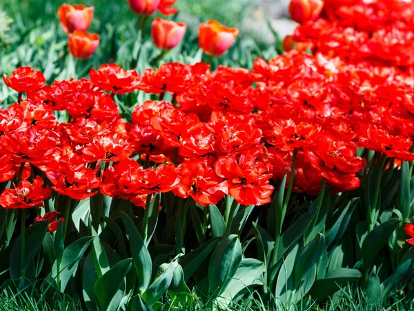 Feld Roter Tulpen Mit Selektivem Fokus Frühling Blumiger Hintergrund Garten — Stockfoto