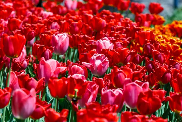 Feld Roter Tulpen Mit Selektivem Fokus Frühling Blumiger Hintergrund Garten — Stockfoto