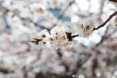 close up of a flowering tree branch on a blurred background