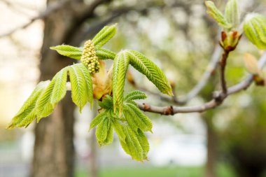 İlk yeşil kestane dallarını güneş ışığıyla bırakır. Kestanenin çiçek açan bahar yaprağı. Doğa arkaplanı