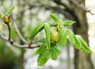 young green leaves of spring tree