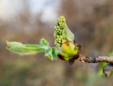 opening bud on a tree branch