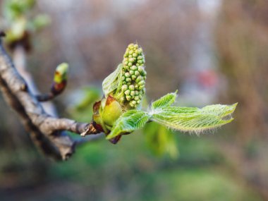 İlk yeşil kestane dallarını güneş ışığıyla bırakır. Kestanenin çiçek açan bahar yaprağı. Doğa arkaplanı