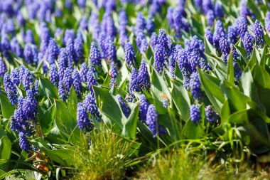 beautiful purple hyacinth flowers in spring garden